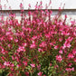 100 Pink GAURA WHIRLING BUTTERFLIES Gaura Biennis Flower Seeds