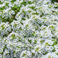 1000 WHITE SWEET ALYSSUM Carpet Of Snow Lobularia Maritima Flower Seeds