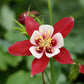 25 CRIMSON STAR COLUMBINE Red & White McKana's Giant Aquilegia Flower Seeds