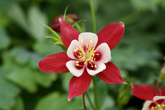25 CRIMSON STAR COLUMBINE Red & White McKana's Giant Aquilegia Flower Seeds