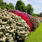 50 MIXED HYBRIDS RHODODENDRON spp. Mixed Colors - Red, Pink, Purple, White, Yellow, Orange Flower Sun or Shade Bush Shrub Seeds