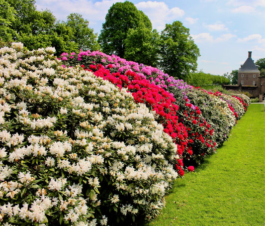 50 MIXED HYBRIDS RHODODENDRON spp. Mixed Colors - Red, Pink, Purple, White, Yellow, Orange Flower Sun or Shade Bush Shrub Seeds