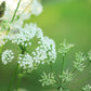 150 GARDEN CHERVIL (Gourmet Parsley) Anthriscus Cerefolium Herb Flower Seeds