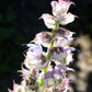 50 WHITE Swan CLARY SAGE Salvia Viridis Horminum Herb Flower Seeds