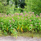 100 PINK MILKWEED Common Asclepias Syriaca Monarch Flower Seeds