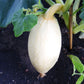 25 Jumbo PINK BANANA SQUASH Cucurbita Maxima Heirloom Winter Vegetable Seeds