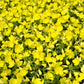 150 DWARF EVENING PRIMROSE ( Missouri Primrose / Ozark Sundrops ) Oenothera Macrocarpa syn. Missouriensis Native Yellow Flower Seeds