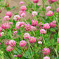 1500 RED CLOVER Monarchs Trifolium Pratense Rose Mauve Flower Ground Cover Seeds