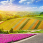 100 PURPLE Gleam CALIFORNIA POPPY Eschscholzia Californica Flower Seeds