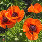 100 PRINCE of ORANGE POPPY Oriental Poppy Papaver Orientale Perennial Flower Seeds