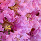 35 Light PINK CREPE MYRTLE Crape Tree Shrub Lagerstroemia Indica Flower Seeds