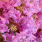 1000 Bulk CREPE MYRTLE Mixed Colors Lagerstroemia Indica Mix Tree Shrub Flower Seeds - Red, Purple, Light Pink, Dark Pink, White, & Lilac