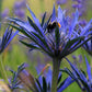 25 BLUE Star SEA HOLLY Eryngium Alpinum Flower Seeds
