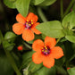 100 SCARLET PIMPERNEL (Adders Eyes) Anagallis Arvensis Flower Seeds