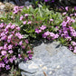 500 PINK ROCK SOAPWORT Saponaria Ocymoides Flower Seeds