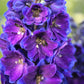 100 BLUE SPIRE LARKSPUR Delphinium Consolida Ambigua Ajacis Flower Seeds