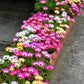 200 MIXED Colors ICE PLANT ( Mesembryanthemum Daisy / Livingstone Daisy ) Dorotheanthus Bellidiformis Flower Seeds