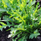 2000 ARUGULA Eruca Vesicaria Sativa Greens Vegetable Seeds