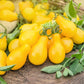300 YELLOW PEAR TOMATO Lycopersicon Lycopersicum Fruit Vegetable Seeds