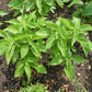 1000 CHIA SAGE / SALVIA Salvia Hispanica Flower Seeds