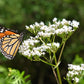 20 WHITE WORLED (Horesetail) MILKWEED Asclepias Verticillata Flower Seeds