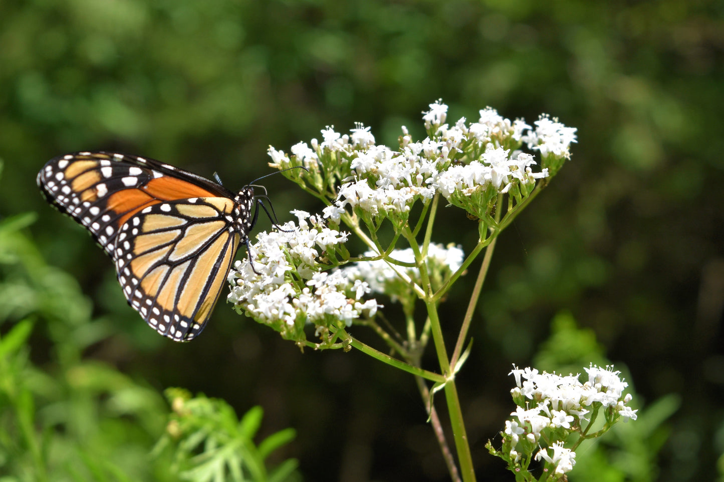 20 WHITE WORLED (Horesetail) MILKWEED Asclepias Verticillata Flower Seeds