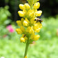 25 YELLOW WILD INDIGO Baptisia Tinctoria False Indigo Flower Seeds