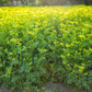 50 YELLOW RUE Herb of Grace Common Ruta Graveolens Fragrant Evergreen Flower Seeds