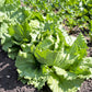 3000 ICEBERG HEAD LETTUCE Lactuca Sativa Vegetable Seeds