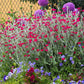 200 Organic ROSE CAMPION Magenta Silver Catchfly Lychnis Silene Coronaria Flower Seeds
