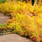 50 BLUE SPRUCE SEDUM Reflexum Succulent Jenny's Stonecrop Goldmoss Yellow Flower Seeds