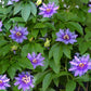 10 Purple PASSION FLOWER Passion FRUIT Granadilla Passiflora Incarnata Vine Seeds