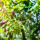 20 INDIAN TRUMPET Flower TREE (Midnight Horror / Broken Bones Plant / Tree of Damocles) Oroxylum Indicum Seeds
