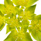 100 GREEN GOLD BUPLEURUM Griffithii Rotundifolium Hares Ear Thoroughwax Flower Seeds