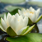 10 WHITE WATER LILY / Lily Pad / Sacred Asian Water Lotus Nymphaea Ampla Flower Seeds