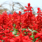 50 RED SALVIA Splendens St. John's Fire Scarlet Sage Flower Seeds