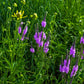 500 Purple HOARY VERVAIN Verbena Stricta Flower Seeds