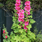 25 BRIGHT PINK HOLLYHOCK Alcea Rosea Flower Seeds Perennial