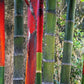 10 Red LIPSTICK PALM Sealing Wax Palm Cyrtostachys Renda Tree Houseplant Seeds