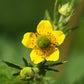100 YELLOW AVENS Geum Aleppicum Moist Wetland Flower Seeds
