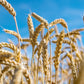 300 Wrens Abruzzi WINTER RYE Secale Cereale Grain Cover Crop Seeds