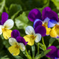 250 JOHNNY JUMP UP Helen Mount Violet Viola Tricolor Flower Seeds