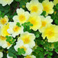10 Golden Yellow FATHER HUGO ROSE Rosa Hugonis Flower Bush Shrub Seeds