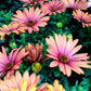 25 SALMON AFRICAN DAISY Dimorphotheca Sinuata Apricot Flower Seeds