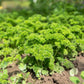1500 TRIPLE CURLED PARSLEY Petroselinum Hortensis Herb Vegetable Seeds