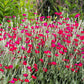 200 Organic ROSE CAMPION Magenta Silver Catchfly Lychnis Silene Coronaria Flower Seeds