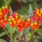 100 SUNSET MILKWEED Asclepias Curassavica Scarlet Blood Flower Red Orange Butterfly Weed Seeds