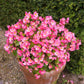 25 Rose PINK WAX BEGONIA Semperflorens Fibrous Shade Flower Seeds