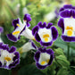 10 KAUAI MIX TORENIA Fournieri Sun or Shade Wishbone Flower Seeds - Mixed Colors 2 Tone Blue Red Pink