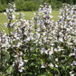25 HUSKER RED PENSTEMON Digitalis Foxglove Beardtongue White Flower Seeds